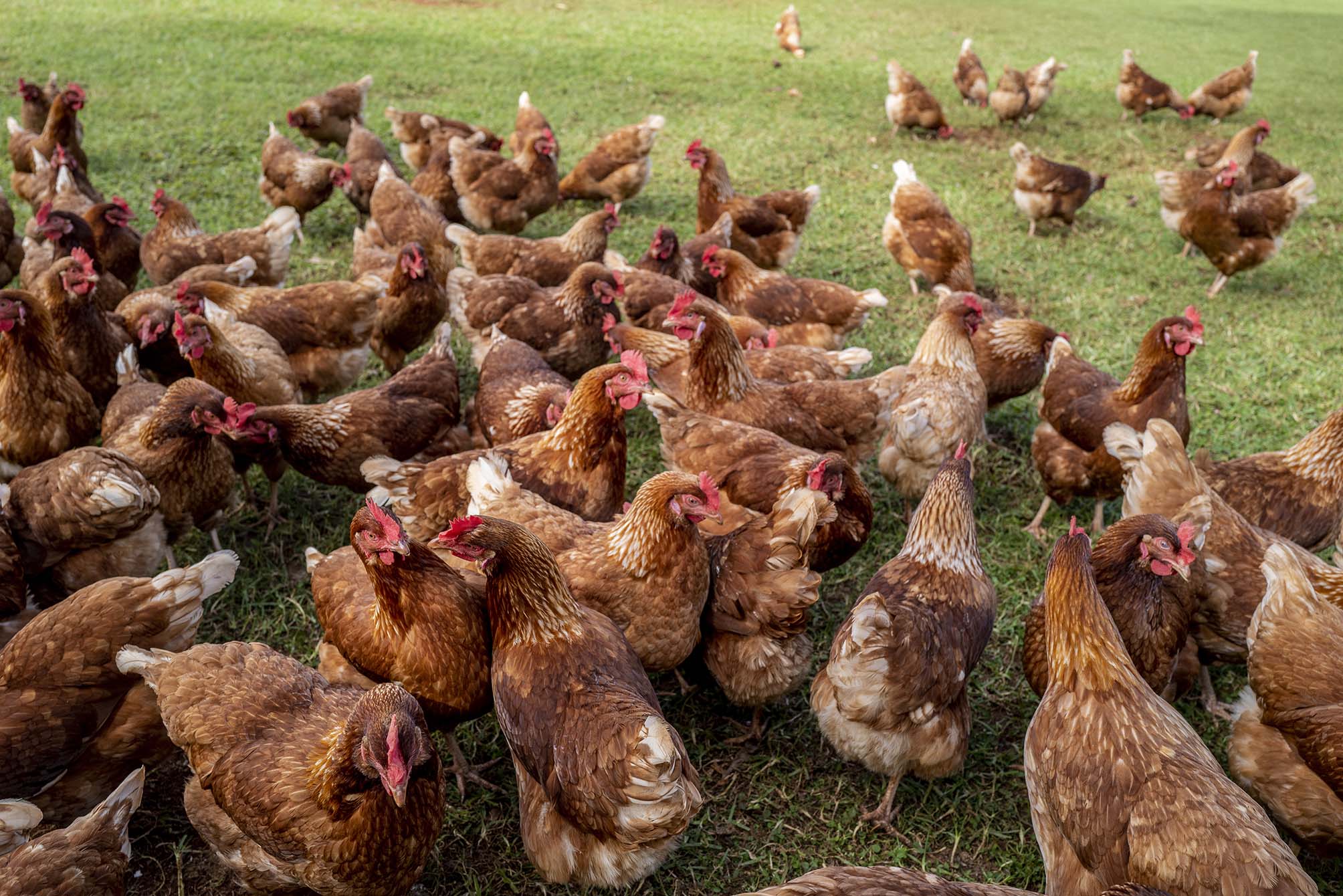 Pace Farm Eggs Free Range Chickens